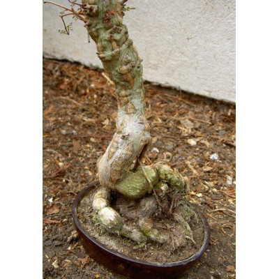 OPERCULICARYA decaryi "Sloní strom" 3 semena