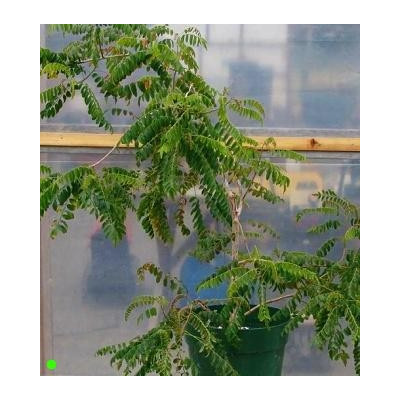 OPERCULICARYA hirsutissima 2 semena