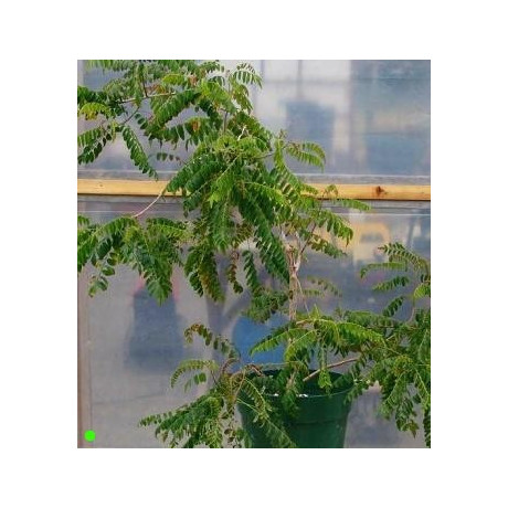 OPERCULICARYA hirsutissima 2 semena