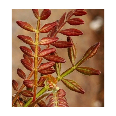 OPERCULICARYA hirsutissima 2 semena