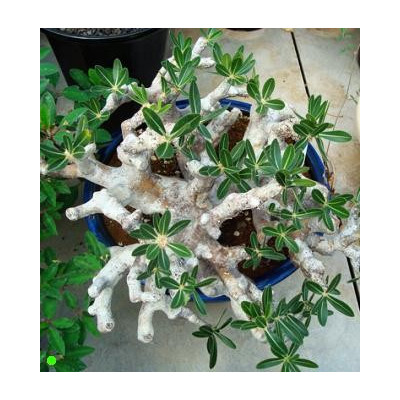 PACHYPODIUM densiflorum var. densiflorum 2 semena