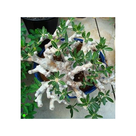 PACHYPODIUM densiflorum var. brevicalyx 2 semena