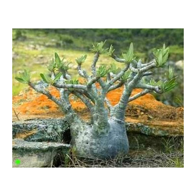 PACHYPODIUM rosulatum subsp. gracilius 3 semena