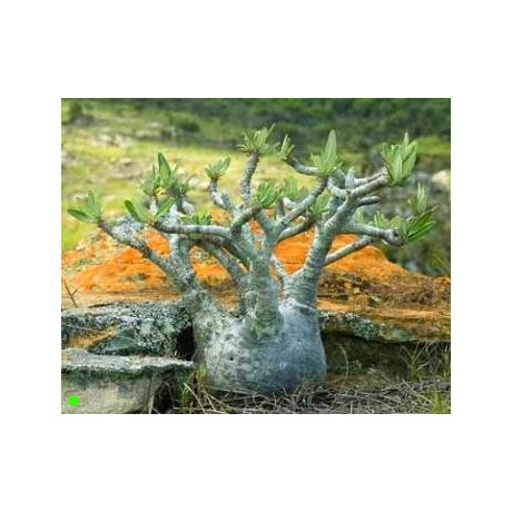 PACHYPODIUM rosulatum subsp. gracilius 3 semena