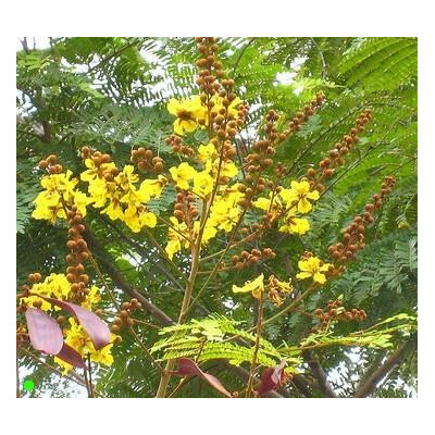 PELTOPHORUM pterocarpum 5 semen