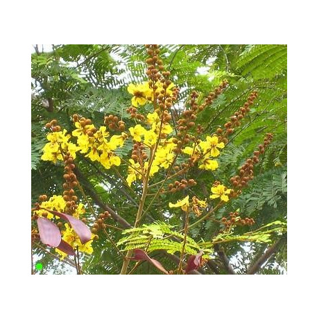 PELTOPHORUM pterocarpum 5 semen