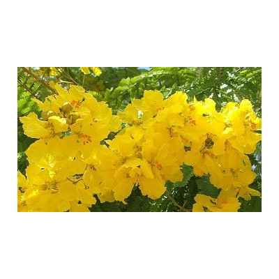 PELTOPHORUM pterocarpum 5 semen