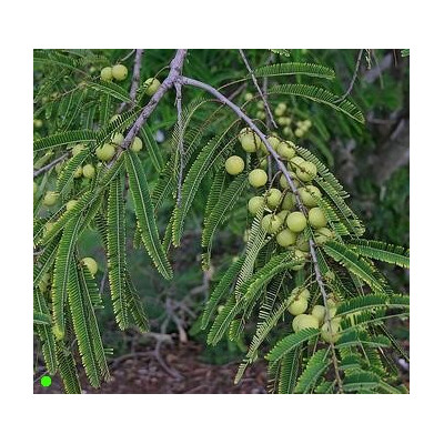 PHYLLANTHUS emblica "Indický angrešt" 10 semen
