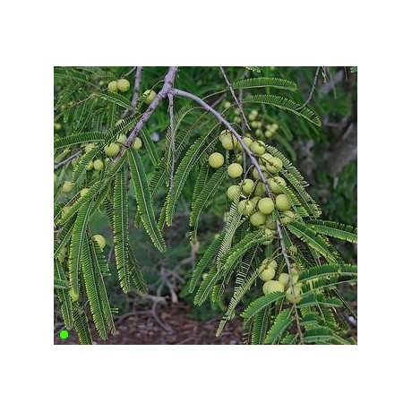 PHYLLANTHUS emblica "Indický angrešt" 10 semen