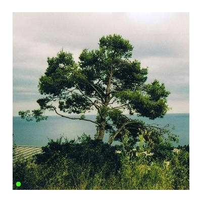 PINUS pinaster 10 semen