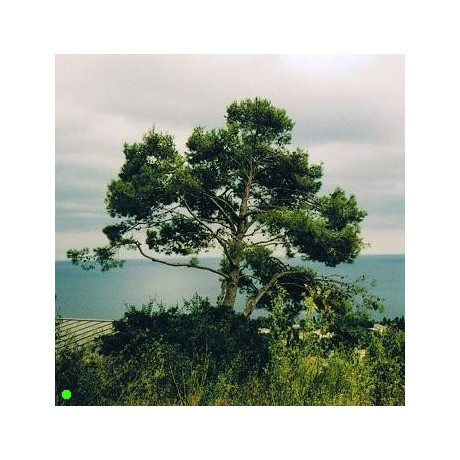 PINUS pinaster 10 semen