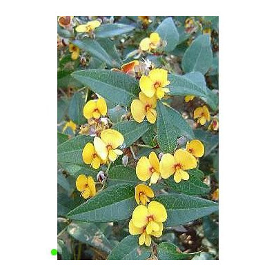 PLATYLOBIUM formosum "Handsome flat-pea" 7 semen