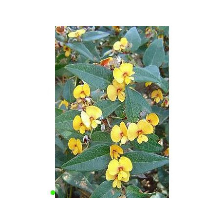 PLATYLOBIUM formosum "Handsome flat-pea" 7 semen