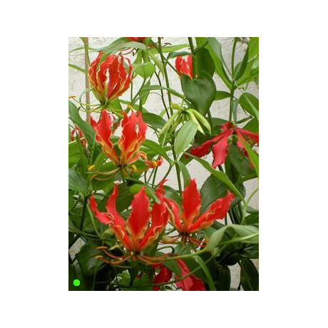 GLORIOSA rothschildiana  5 semen