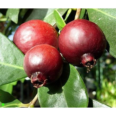 PSIDIUM cattleianum "Jahodový stromek"  5 semen