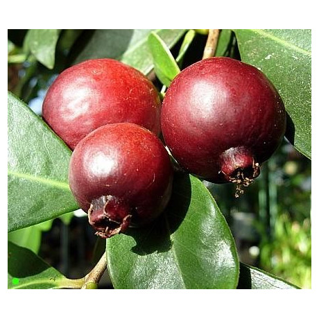 PSIDIUM cattleianum "Jahodový stromek"  5 semen