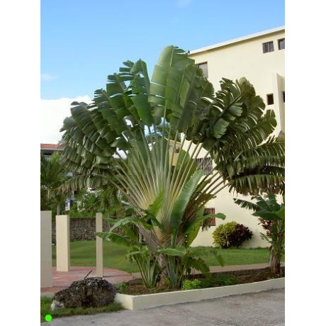 RAVENALA madagascariensis "Palma poutníků" 5 semen