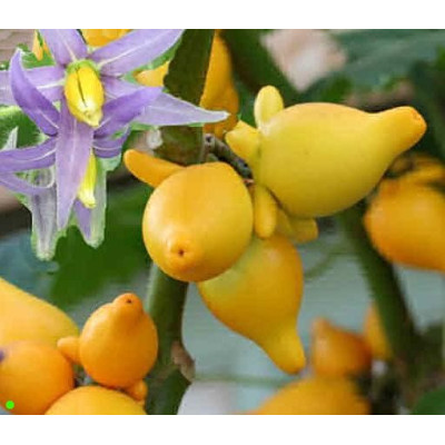 SOLANUM mammosum 5 semen