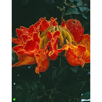 SPATHODEA campanulata "Tulipánový strom" 10 semen