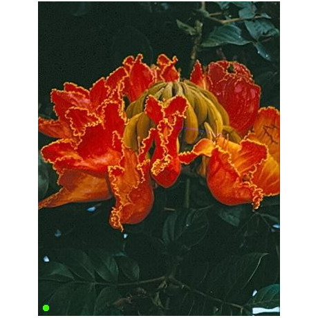 SPATHODEA campanulata "Tulipánový strom" 10 semen