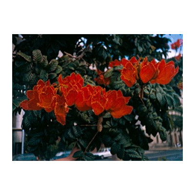 SPATHODEA campanulata "Tulipánový strom" 10 semen