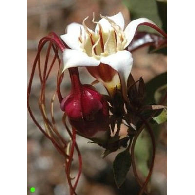 STROPHANTHUS  petersianus 5 semen