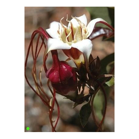 STROPHANTHUS  petersianus 5 semen