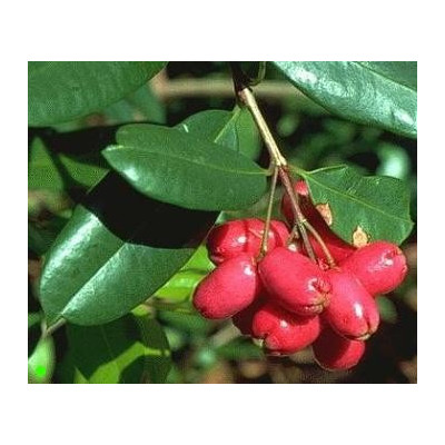 SYZYGIUM australe "Australské růžové jablko" 5 semen