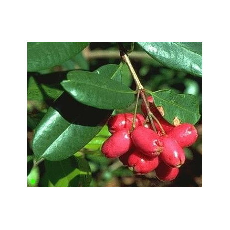 SYZYGIUM australe "Australské růžové jablko" 5 semen