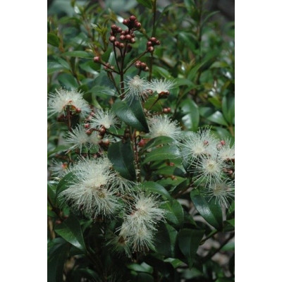 SYZYGIUM australe "Australské růžové jablko" 5 semen