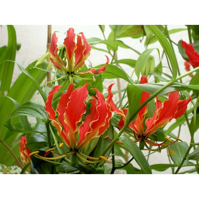 GLORIOSA rothschildiana  5 semen