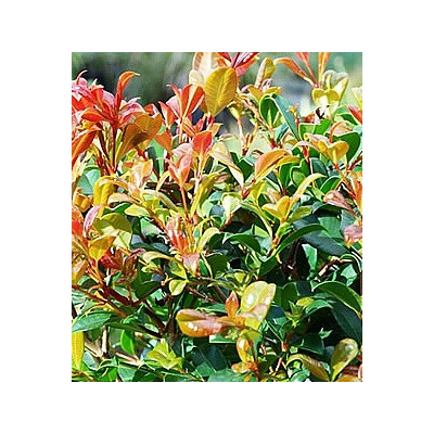 SYZYGIUM australe "Australské růžové jablko" 5 semen