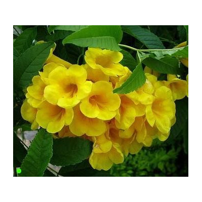 TECOMA stans 20 semen