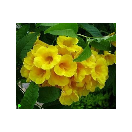 TECOMA stans 20 semen