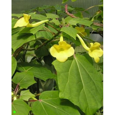 UNCARINA perrieri 2 semena