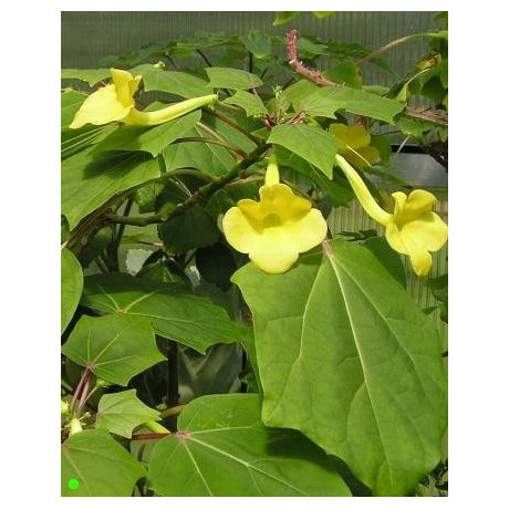 UNCARINA perrieri 2 semena