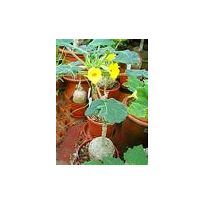 UNCARINA perrieri 2 semena