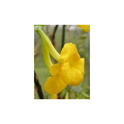 UNCARINA perrieri 2 semena