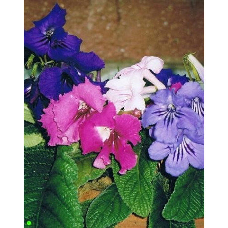STREPTOCARPUS hybridus Mix 200 semen