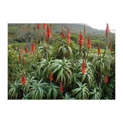 ALOE arborescens 15 semen