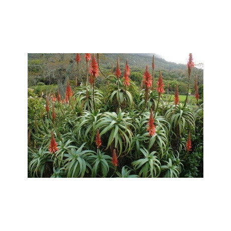 ALOE arborescens 15 semen