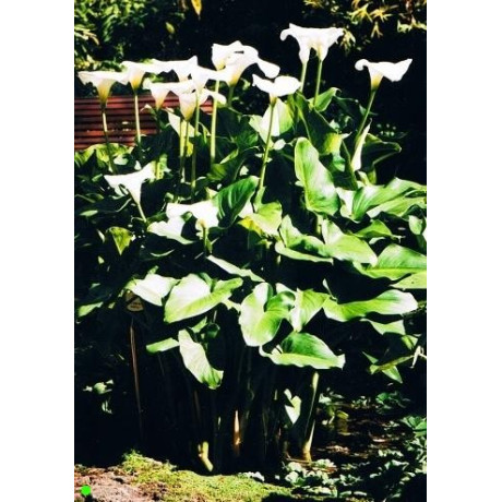 ZANTEDESCHIA aethiopica 5 semen