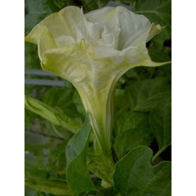 DATURA ballerina Jaune Double 5 semen