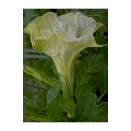 DATURA ballerina Jaune Double 5 semen
