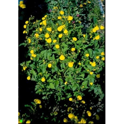CALCEOLARIA mexicana 200 semen