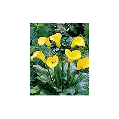 ZANTEDESCHIA Yellow Beauty 5 semen