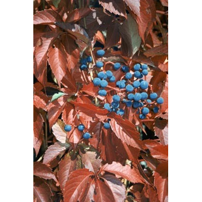 PARTENOCISSUS guinguefolia 15 semen