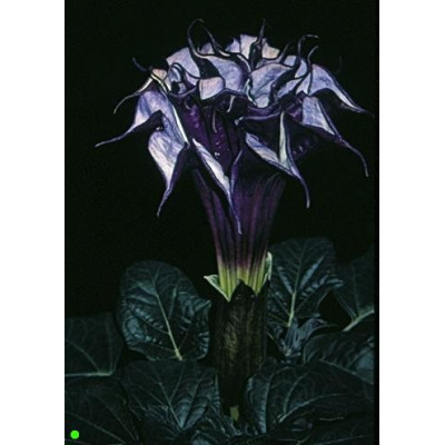 DATURA Purple Queen Double 5 semen