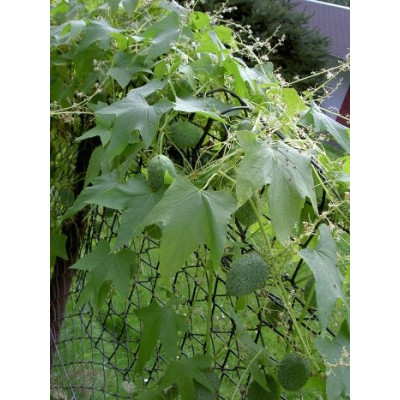 ECHINOCYSTIS lobata "Indiánská okurka“ 5 semen