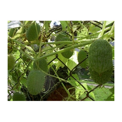 ECHINOCYSTIS lobata "Indiánská okurka“ 5 semen